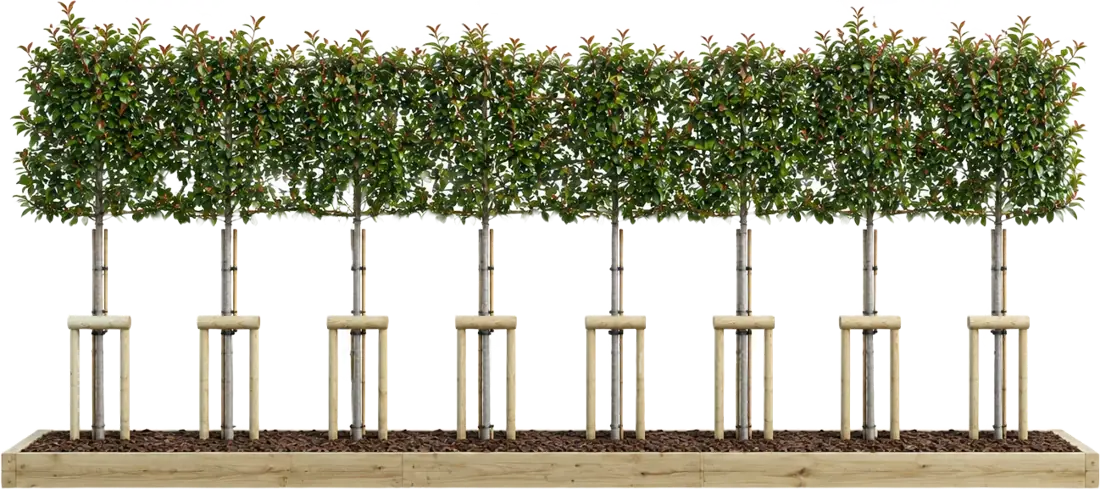 A row of pleached trees above a boundary wall