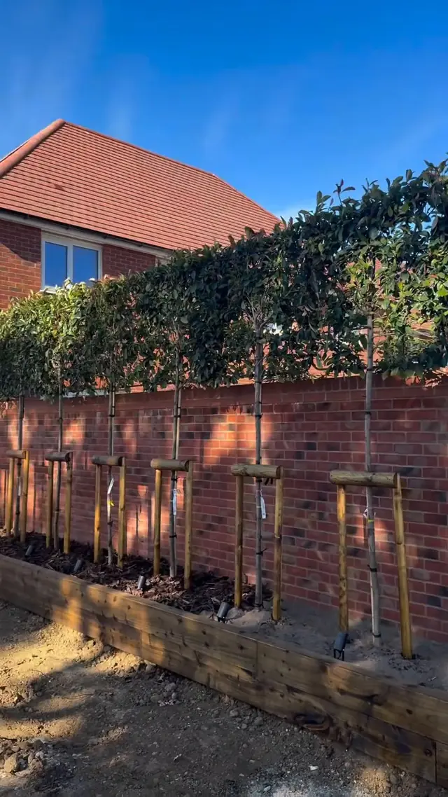 Finished privacy wall with the neighbouring house screened behind it
