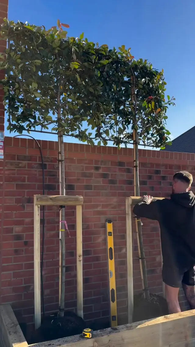 First pleached trees standing in a row above the wall