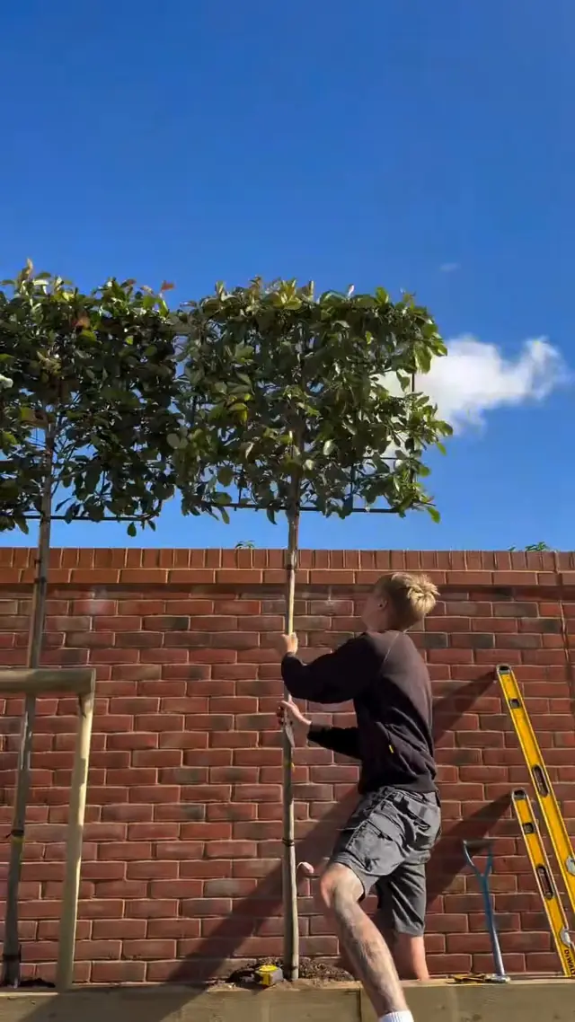 Installer carrying a pleached tree into place along the wall